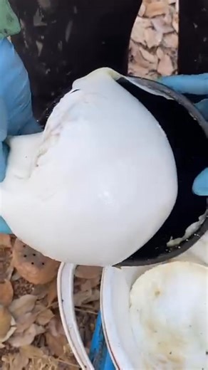 Traditional Rubber Tree Tapping – Latex Harvesting Process #RubberTree #RubberHarvesting #LatexCollection #TraditionalFarming #Agriculture #SatisfyingVideo #NatureProcess #TreeTapping #RuralLife #FarmingLife #whatisnewyork #reels #explorepage #explore #nataliereynolds #costume #harley #harleyquinn #joker #batman #cosplay #costume #halloweencostume #halloween #explorepage #paint #reels #bodypaint #famous #nataliereynolds | Global Stories