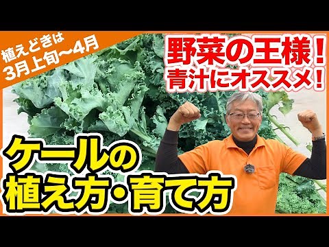 The king of vegetables! Packed with nutrition! Recommended for sowing in March: How to plant and ...