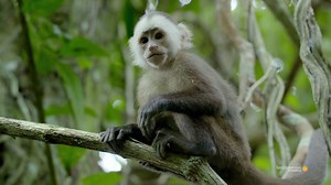 2.4K views · 28 reactions | Ascend high above the rainforest floor to...