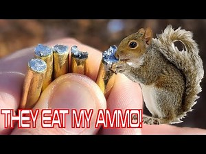 SQUIRRELS EAT MY AMMO! BUT WILL IT SHOOT?