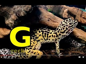 ALPHABET ANIMALS / PHONICS / ALPHABET SONG (Part 92) EDUCATIONAL KIDS / Toddlers, Preschool, K-3