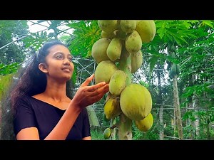 4 Recipes One papaya Fruit . papaya no matter it's ripe or not.curry ,Sweet.real village cooking