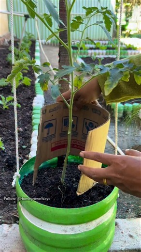 How to make your tomato plants produce more #garden #roomtogrow #gardening #growyourownfood