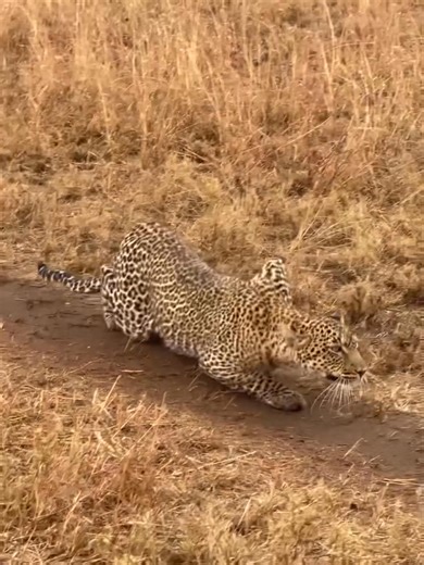 𝟯𝗗𝗔𝗬𝗦 𝟮𝗡𝗜𝗚𝗛𝗧𝗦 𝗠𝗔𝗔𝗦𝗔𝗜 𝗠𝗔𝗥𝗔 𝗦𝗔𝗙𝗔𝗥𝗜 𝗖𝗛𝗔𝗥𝗚𝗘𝗦 ■ Budget Hotel - Kshs 26,500 per person sharing with Landcruiser ■ Mid Luxury Hotel - Kshs 36,500 per person sharing with Landcruiser ■ Luxuru Hotel - Ksh 46,500 per person sharing with Landcruiser 𝐖𝐇𝐀𝐓 𝐈𝐒 𝐈𝐍𝐂𝐋𝐔𝐃𝐄𝐃 ➖Transport in An Open Roof Tour Vehicle ➖Meals on Full Board ➖Accommodation for 2nights in Selected Hotel on Sharing basis ➖Proffesional Tour Guiding ➖Extensive Game Drives ➖Mineral water through