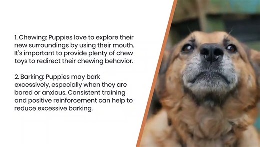 Dogs Tail's Comprehensive Guide to Raising Your New Puppy