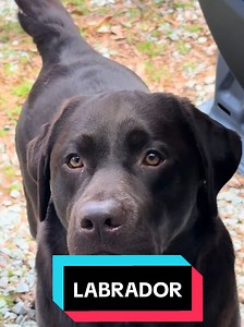 Labrador Puppy Moments: Playful Labrador Retriever Highlights