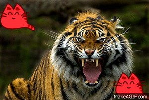 MEow MeOw on Make a GIF