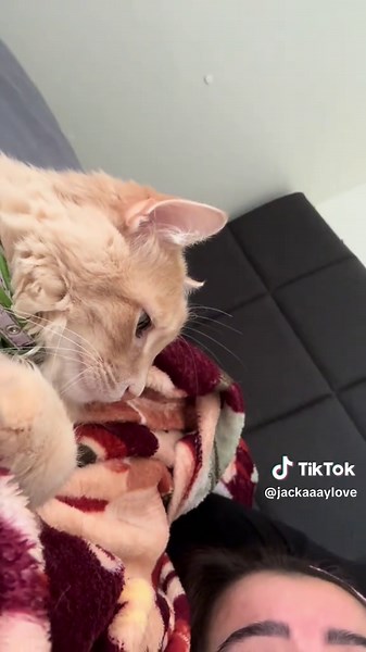 The Emotional Support Cat: A Story of Comfort and Healing