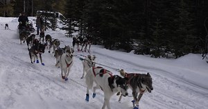 Montana musher trains for upcoming sled dog season