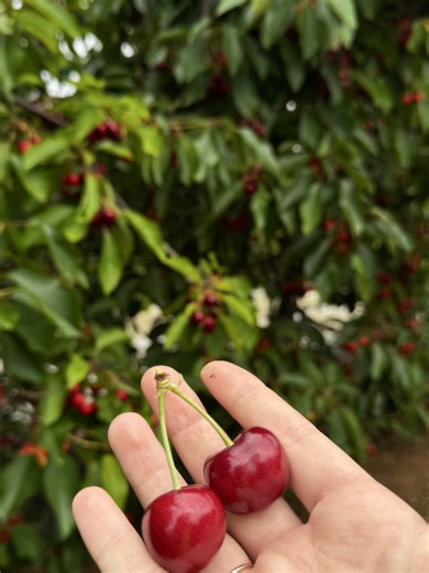 thecastletonfarm on TikTok