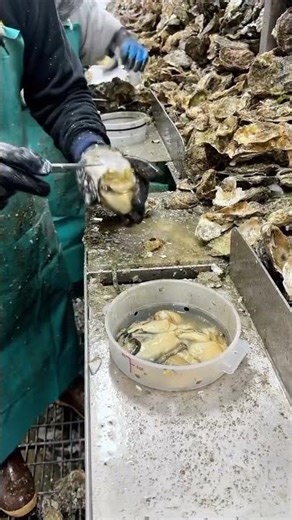 the process of separating the mussel meat from the shell#shorts