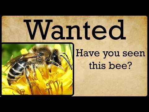 This Will Change How You Look at Ground Nesting Bees Forever!