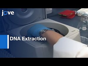 0.22μM Sterivex Filters & Cesium Chloride Density Gradient Centrifugation l Protocol Preview