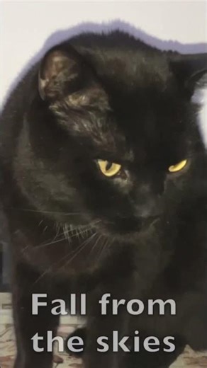 👆👆 Midnight Panther’s Xmas: Ralphie’s Melodic House Groove for Caitlyn & Daniel 🎄 Noir Holiday ✨