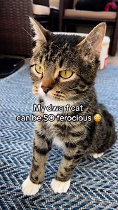 Guys I’m scared. #cats #meow #fblifestyle | Willy Wonky & Charlie Bear