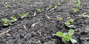 Planting early? Lessons for northern corn and soybean growers