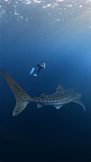 Whale Shark vs Human Size Comparison 🎬 Acep Saepulloh #Shorts #SharkWeek