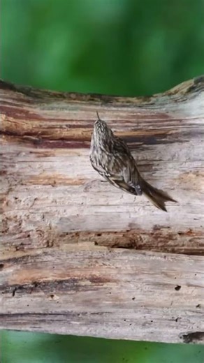 Bird photography with canon Eos R7 #shorts #viral #birds #4k