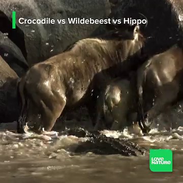 190K views · 7K reactions | The alpha croc of his region, DC lies in wait as a herd of panicked wildebeest step over him to cross a revene. Patiently waiting for the perfect moment to strike, DC makes his move and grabs hold of a wildebeest's leg, guiding it deeper into the water in an attempt to drown it. The commotion doesn't sit well with the massive hippo he shares the pool with, and an unexpected showdown looks to be brewing. #animals #wildlife #crocodiles | Love Nature | Facebook