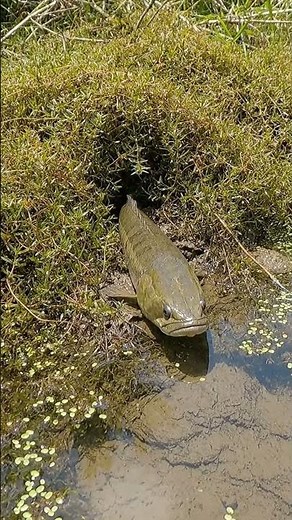 🤯 GIANT FISH BITE! 🎣 Best Bait EVER?! You WON'T Believe This! 🔥