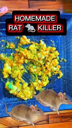Homemade rat killer that actually works #shortsvideo #diy #rats