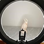 18 inch Ring Light with Stand,60W Bi-Color 3000-5800K Professional Ring Lights with Tripod for Makeup Vlog, Tattoo Large Ring Light for Phone Camera Tablet