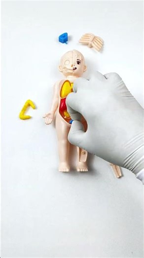 Human Body Organs in 1 Minute For Kids 🧠🫀 Learn Human Organs Name FAST! ❤️ #bodyorgans