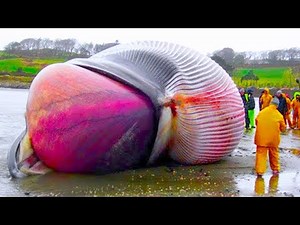 This Whale Will Explode..