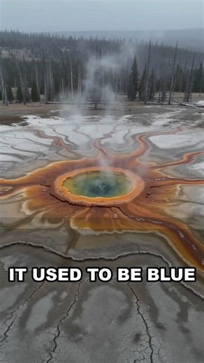 Why this famous pool is actually a crime scene #yellowstone #shorts #naturefacts #documentary