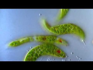 Эвглена зеленая движется под микроскопом. Euglena viridis moving under the microscope