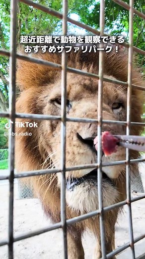 大迫力のジャングルバスで冒険！🦁 #九州自然動物公園アフリカンサファリ #アフリカンサファリ #サファリ #ジャングルバス #大分県 #大分 #oita #動物園 #大分観光 #九州観光 #ライオン #ゾウ #ラクダ#pr
