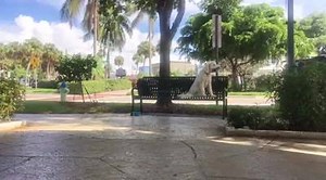 Violet's stability is great around distractions, way to go Violet! www.olk9sarasota.com | Off Leash K9 Training, Sarasota