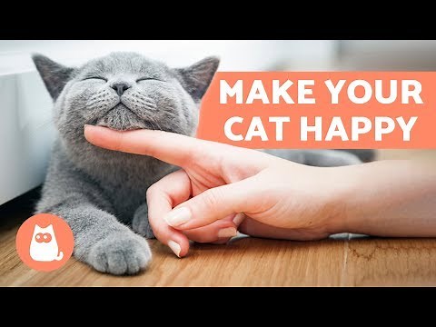 How to Make Your Cat Happy