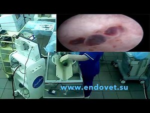 Cystoscopy in dog Polypectomy www endovet su