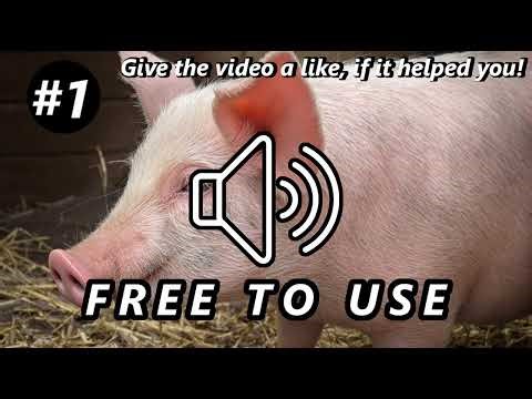 Pig Sound Effects | Oinks and Grunts