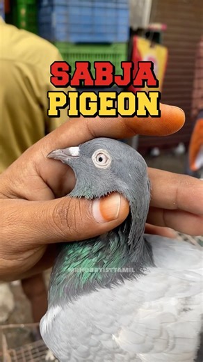 💥Sabja pigeon #pigeons #petmarket #mrhobbyisttamil
