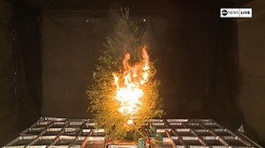 Demonstrating Christmas tree fire safety