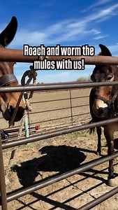 921 reactions · 47 comments | Our mules getting some attention today...