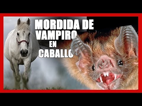 🦇👹😱 Vampire Bite on Horses / Bat Bites - VAMPIRE BAT ACET