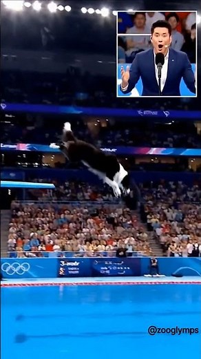 Dog Olympics — Border Collie Somersault Tuck #DogOlympics #Diving #BorderCollie