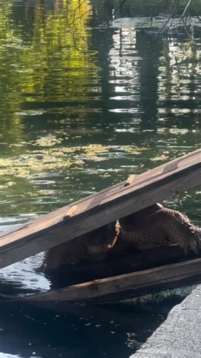 Imagine swimming past this thing 😳🐢 #SnappingTurtle #Wildlife #Freshwater #Nature #Animals