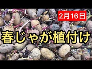 【春ジャガ植え付け】じゃがいも芽出し 徒長 種芋