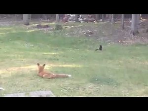 Fox catches Squirrel