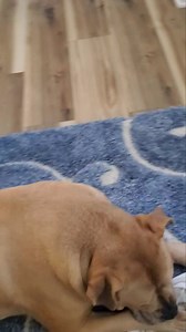 Finn, Figg and Angus. 💯💖💯 | Anne Dowe