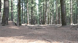 clip-1107792339-mature-roughly-30-year-old-plantation-pinus