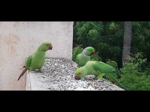 Beautiful Green Parakeets Enjoy Their Meal 💚