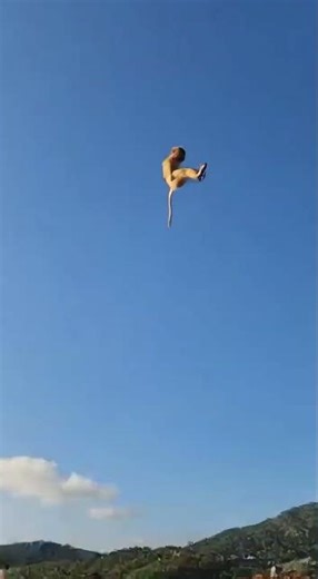 Monkey Launched into Air by Firework! Unbelievable! #MonkeyBusiness #FireworkFail #EpicFail