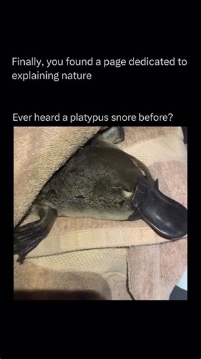 Explaining Nature on Instagram: "A platypus snoring might sound like something out of a cartoon, but it’s real. When these strange, semi-aquatic mammals sleep, they can make soft, rhythmic snorts and wheezing noises, almost like a tiny rubber squeak. Researchers have observed that platypuses experience REM sleep, just like humans, and sometimes even twitch their bills or paddles while resting, suggesting they may dream. Considering that platypuses already blur the line between categories (a mamm