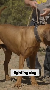 7.4K views · 105 reactions | The video introduces the Tosa Inu, highlighting its history and purpose as a Japanese fighting dog. | Dogumentary TV | Facebook