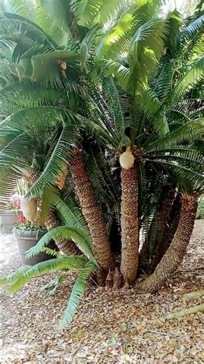 Sago Palm — though it’s not a true palm, but it has existed since the age of the dinosaurs